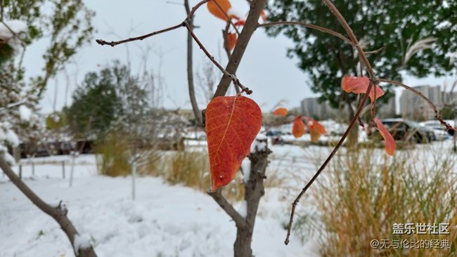 #爱在深秋——秋天的雪是什么样子