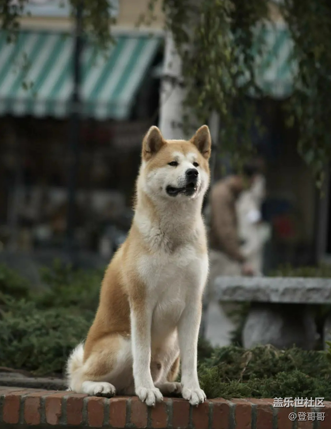 【宠物12月第一期】你心中最忠诚的伙伴？