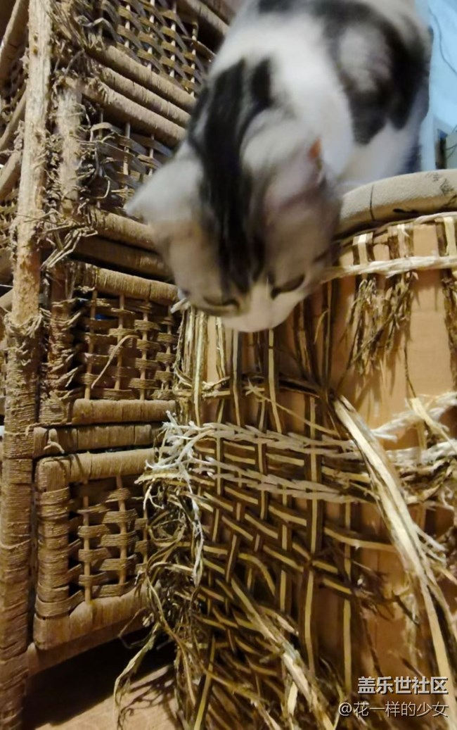 【宠物】猫肉怎么做好吃