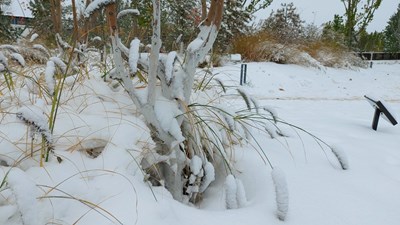 【难忘2021】帝都2021年深秋时节的雪