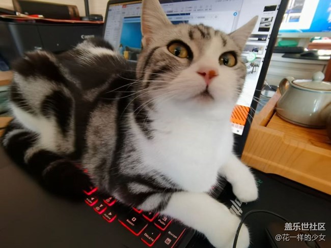 【宠物】猫肉怎么做好吃