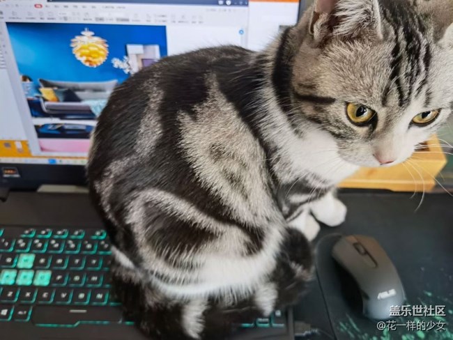 【宠物】猫肉怎么做好吃