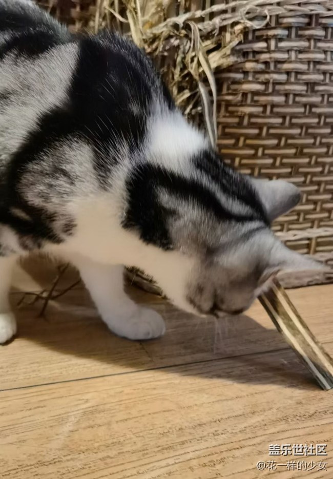 【宠物】猫肉怎么做好吃