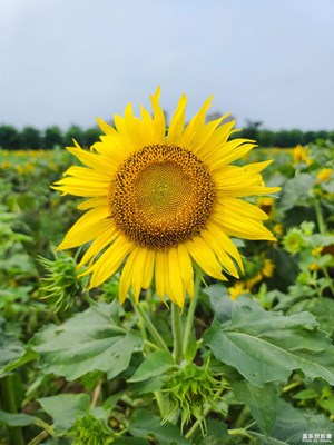 向阳而生