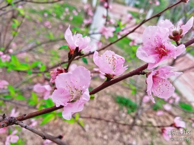 #再回首+桃花盛开的地方