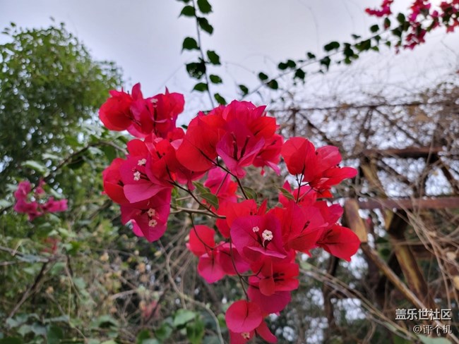 三星S21 Ultra拍摄微距样张