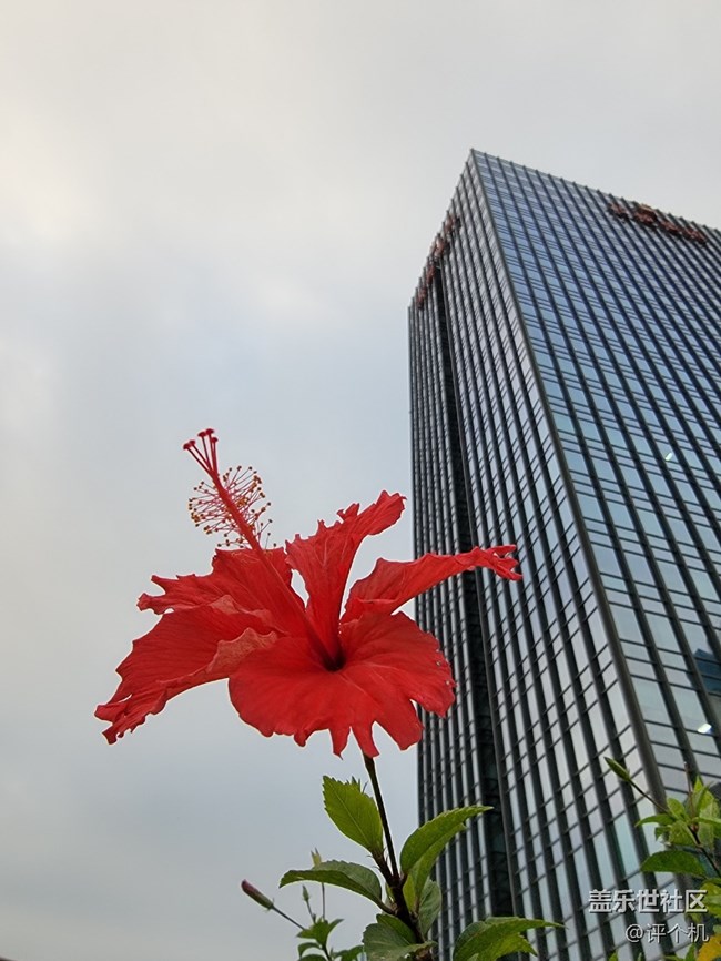 三星S21 Ultra拍摄微距样张