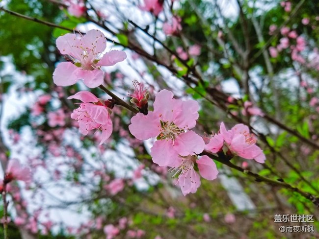 #再回首+桃花盛开的地方