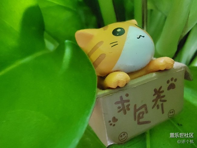 三星S21 Ultra拍摄微距样张