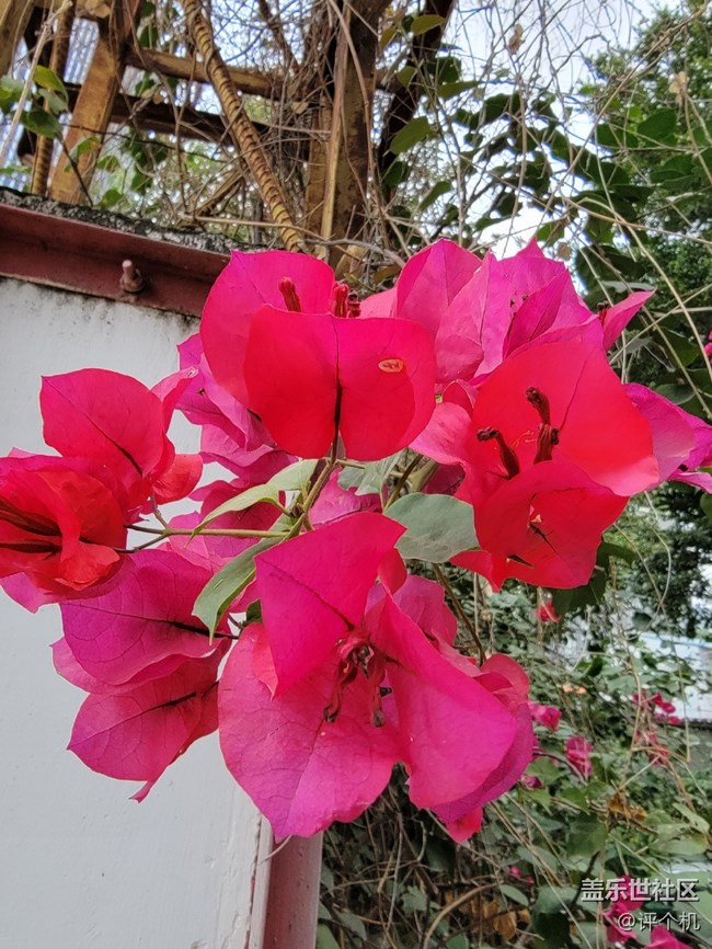 三星S21 Ultra拍摄微距样张