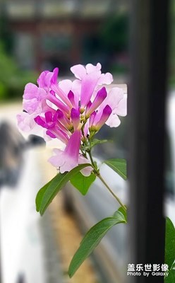 紫玲藤花开