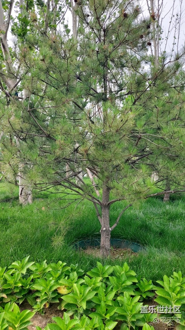 #再回首——生机勃发，绿色满园