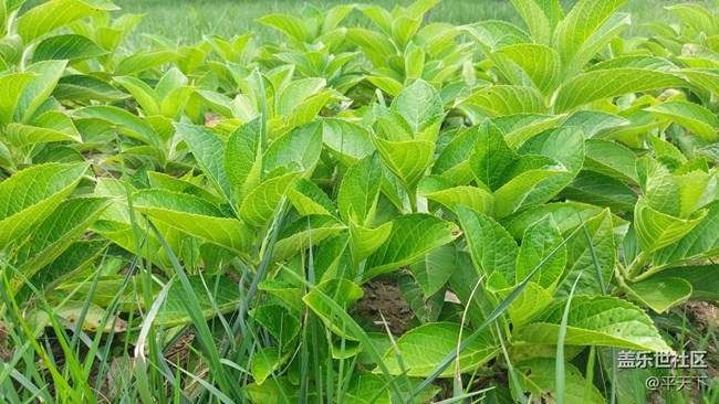 #再回首——生机勃发，绿色满园