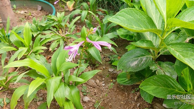 #再回首——生机勃发，绿色满园