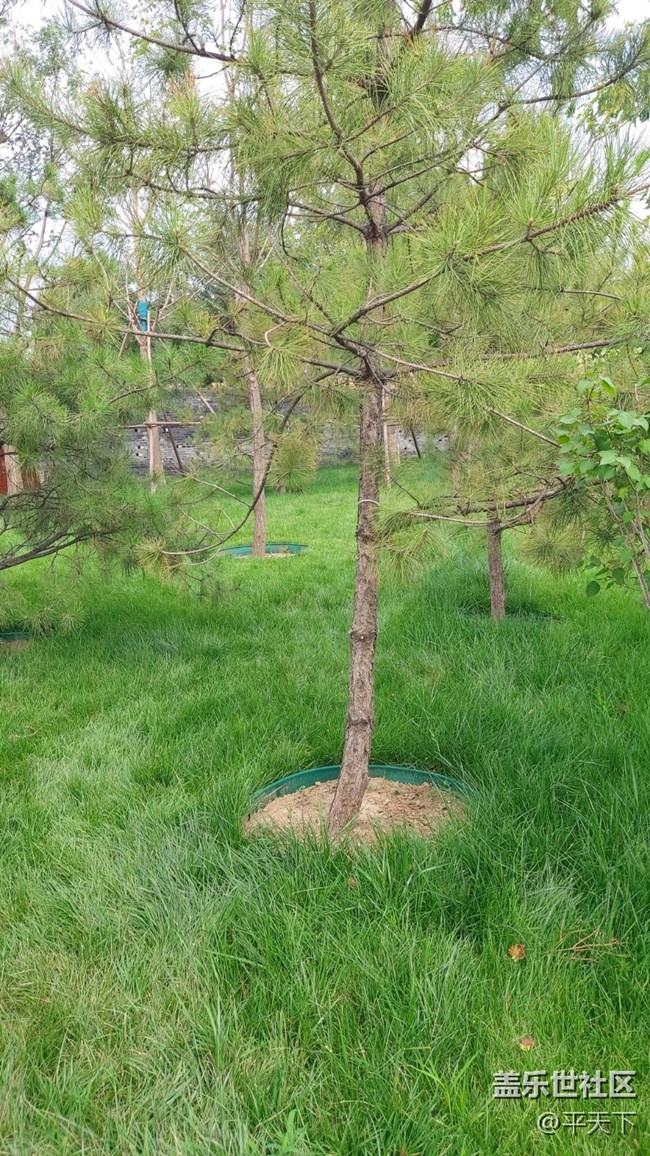 #再回首——生机勃发，绿色满园