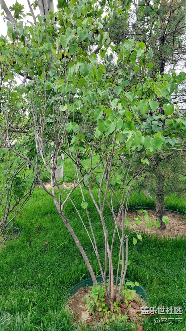 #再回首——生机勃发，绿色满园