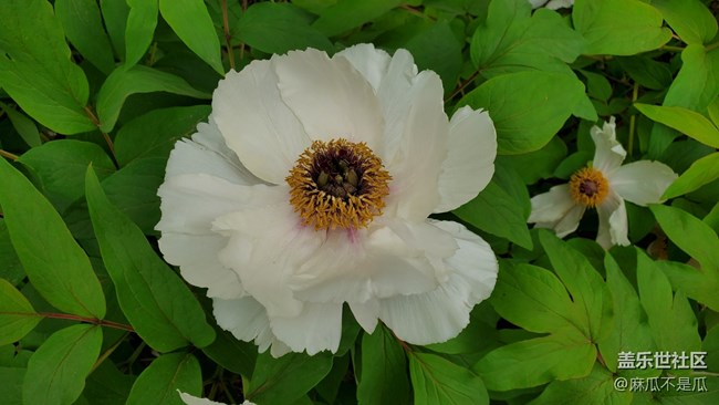 【我的收藏】+生活中的花花