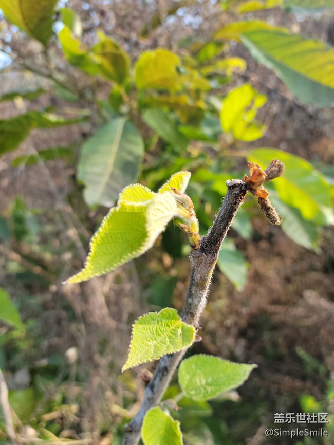 感觉4.0的相机对焦性能有所提升