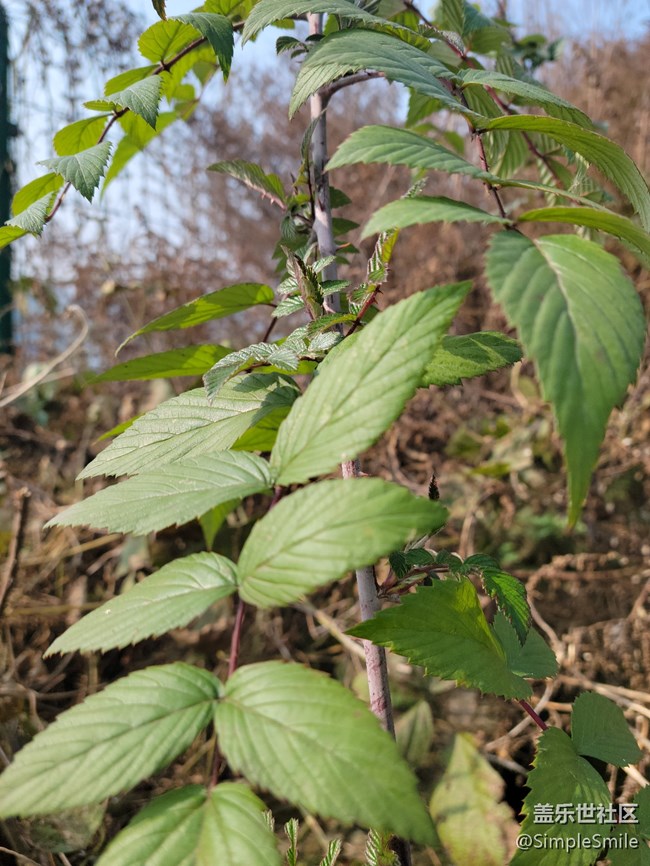 感觉4.0的相机对焦性能有所提升