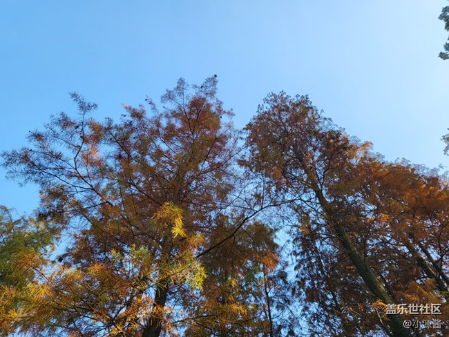 【Galaxy Z系列手机星粉体验团】三星Z Flip3轻体验