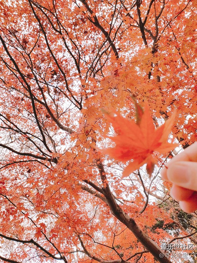 【双旦季】12月的上海充满了爱的欢喜