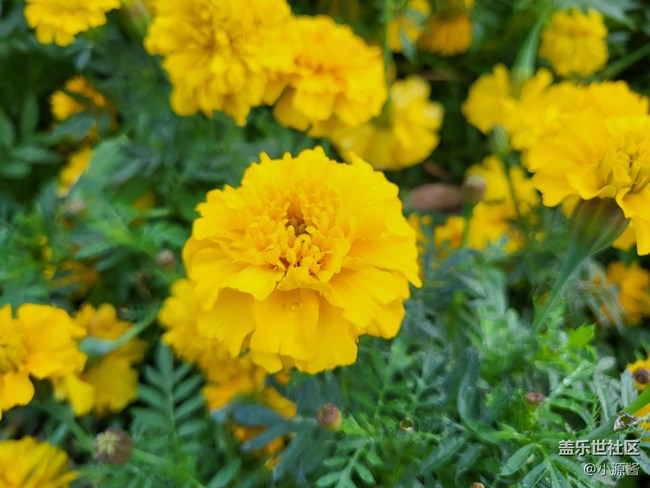 【Galaxy Z系列手机星粉体验团】三星Z Flip3轻体验