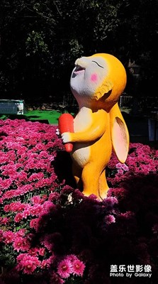 菊展随拍