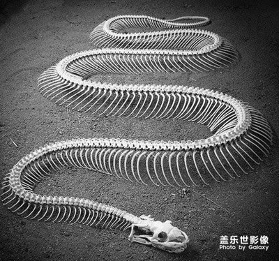 摆拍展览