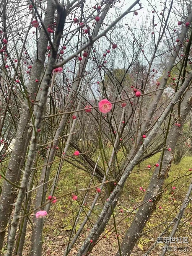 【新年气氛组】看梅花