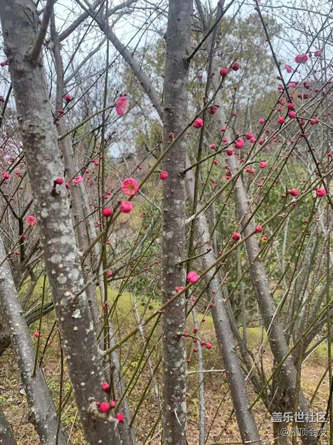 【新年气氛组】看梅花