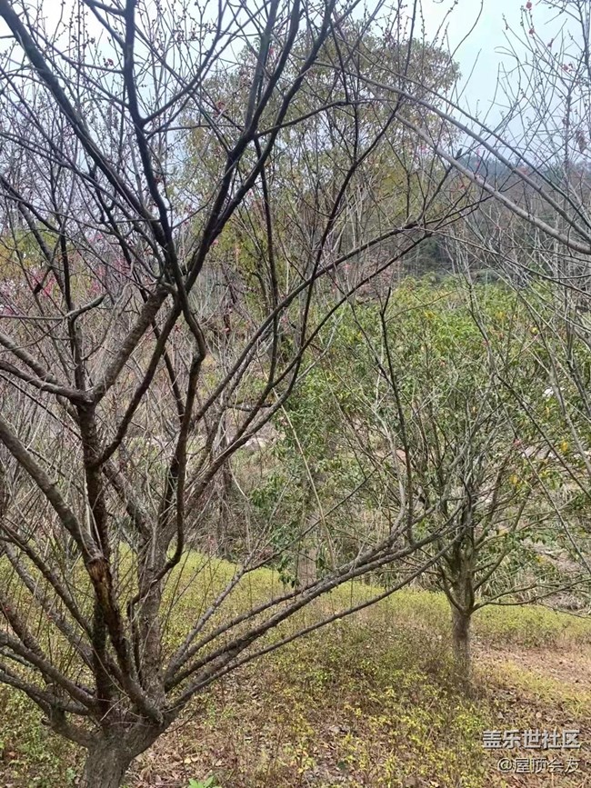 【新年气氛组】看梅花