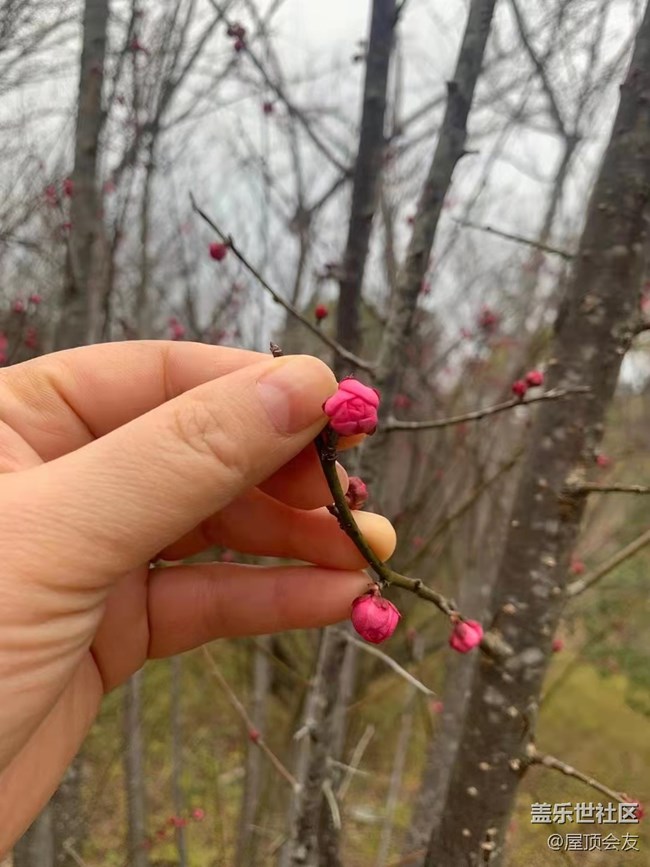 【新年气氛组】看梅花