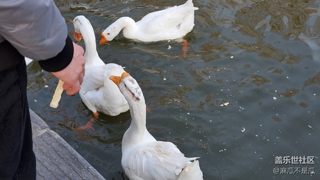 【新年日常分享】+新年逛公园