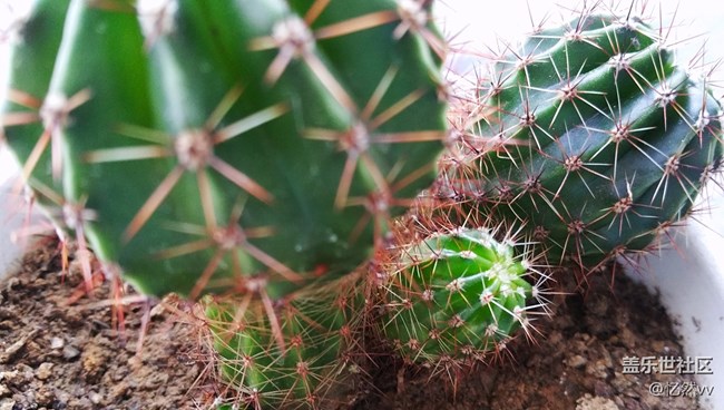 【家乡年味】家里的绿植们