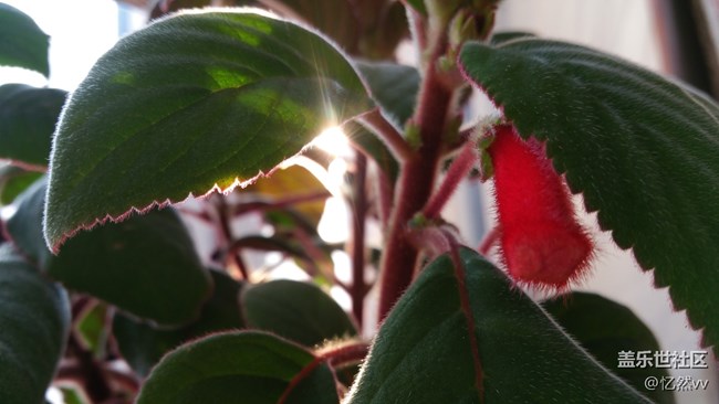 【家乡年味】家里的绿植们