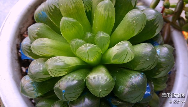 【家乡年味】家里的绿植们