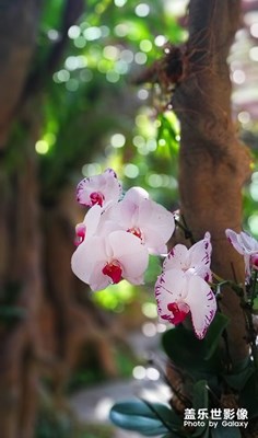 游荫生植物园随拍
