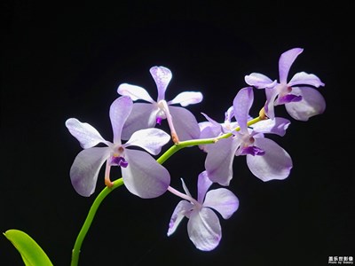 【新春色彩】+兰花芳菲
