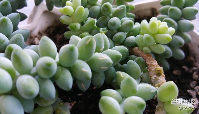 【家乡年味】家里的绿植们