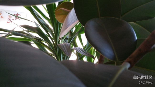 【家乡年味】家里的绿植们