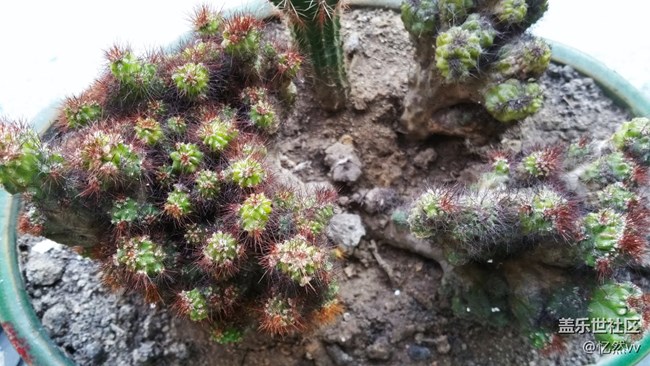 【家乡年味】家里的绿植们