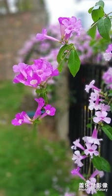 绿城冬季盛开的花卉