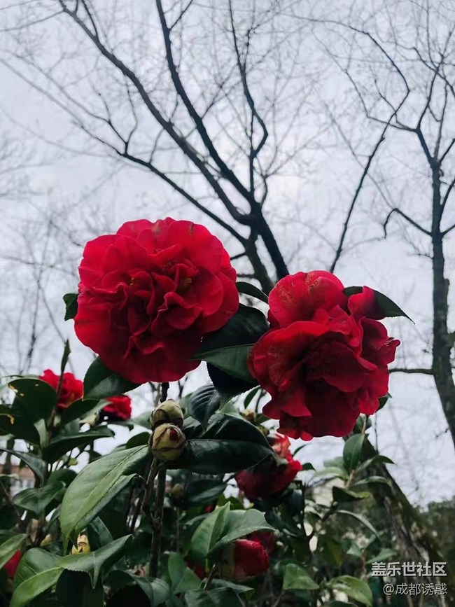 【家乡年味】春节带娃