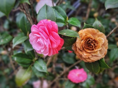 【街头】+老家街头的茶花树