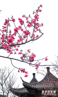 樱花时节