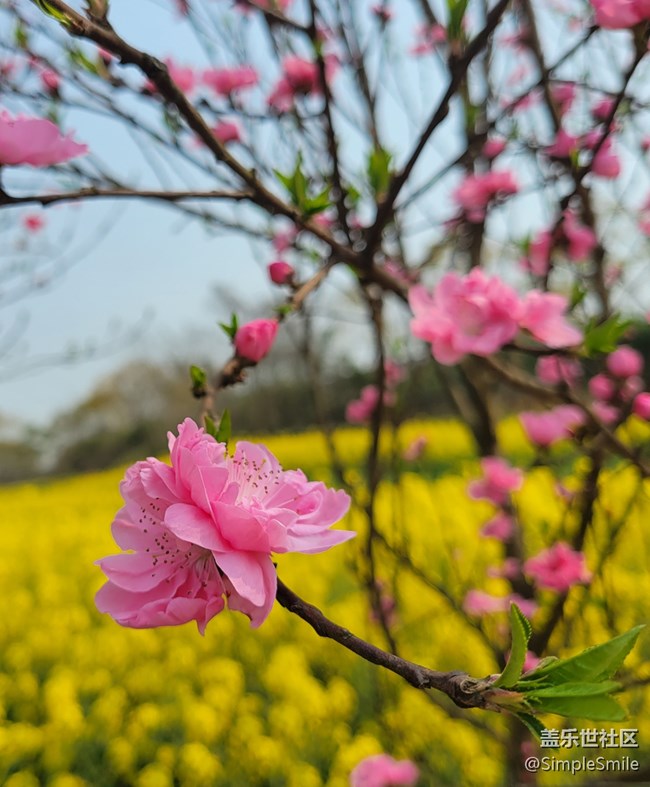 胡乱拍的桃花花儿