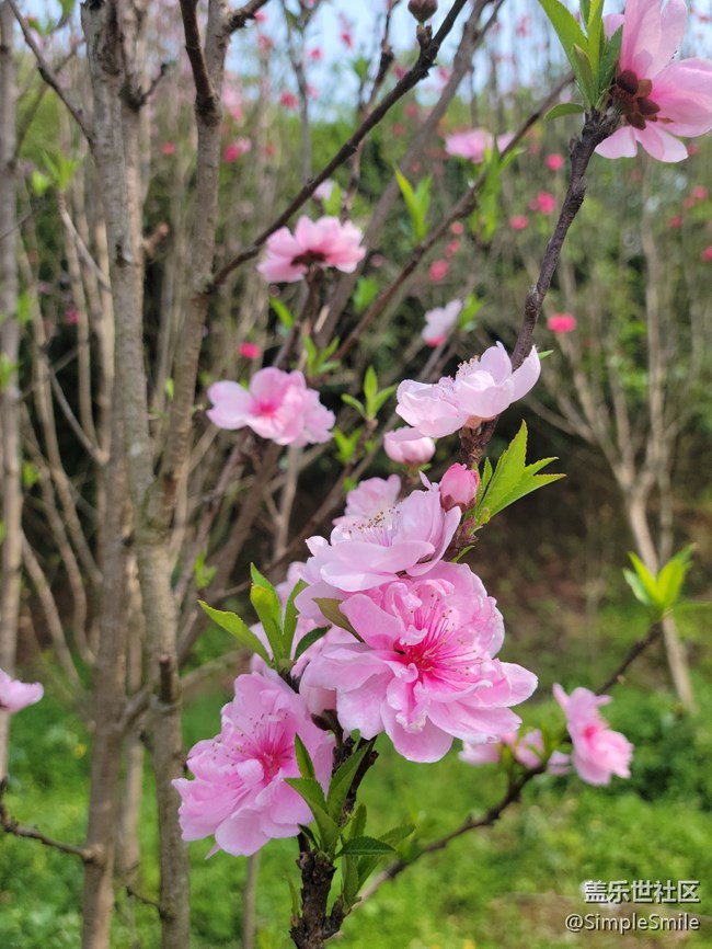胡乱拍的桃花花儿