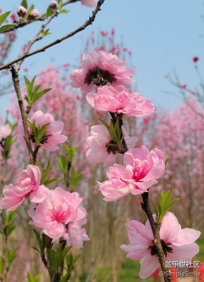 胡乱拍的桃花花儿