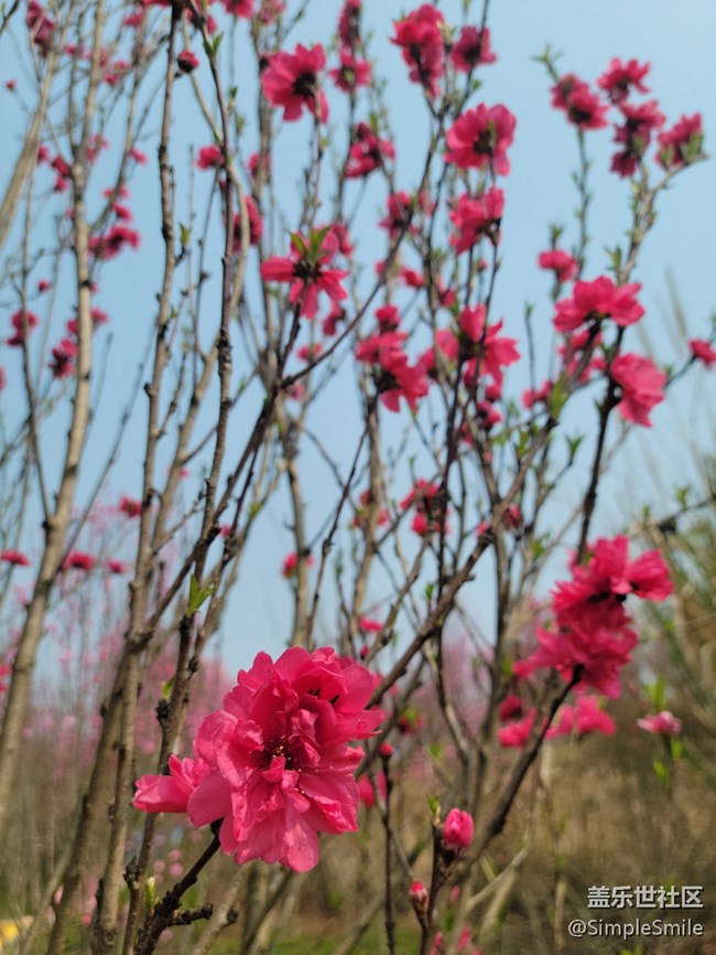 胡乱拍的桃花花儿