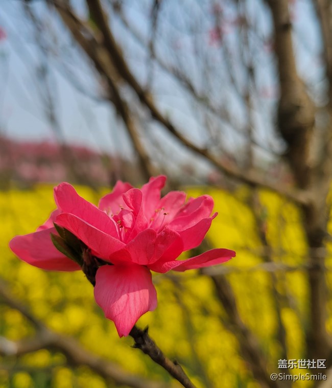胡乱拍的桃花花儿